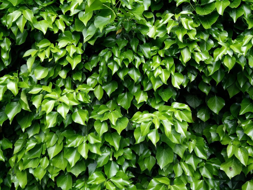 hedera kopen